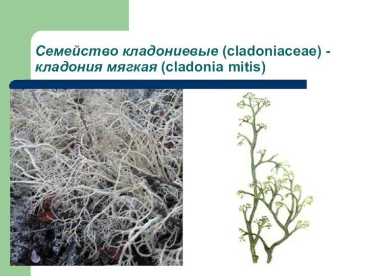 Семейство кладониевые (cladoniaceae) - кладония мягкая (cladonia mitis)