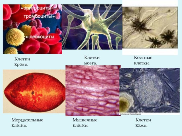 Клетки крови.Клетки мозга.Костные клетки.Мерцательные клетки.Мышечные клетки.Клетки кожи.