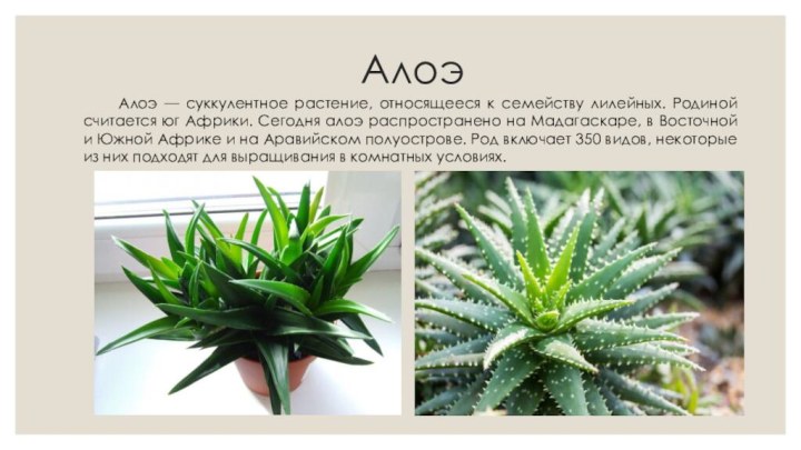 Алоэ Алоэ — суккулентное растение, относящееся к семейству лилейных. Родиной