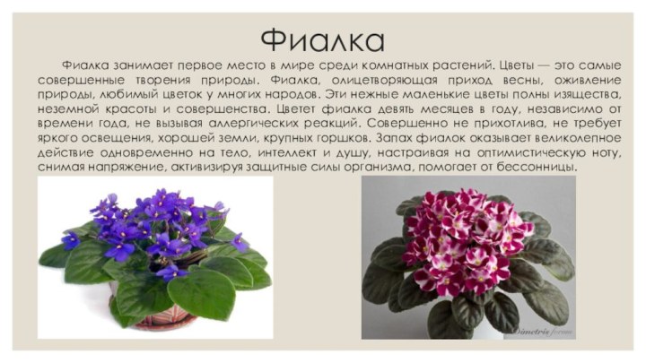 ФиалкаФиалка занимает первое место в мире среди комнатных растений. Цветы — это