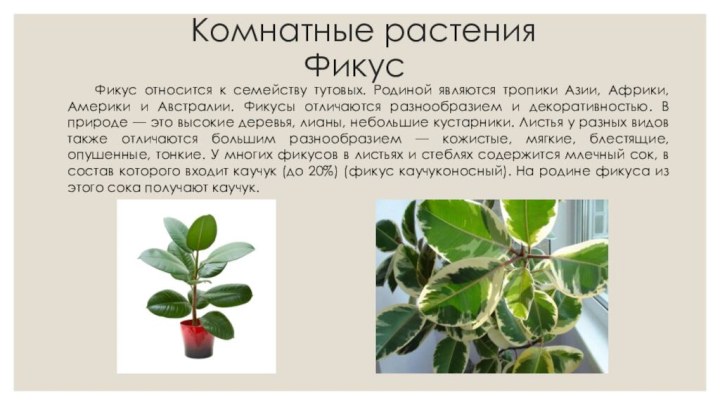 Комнатные растения  ФикусФикус относится к семейству тутовых. Родиной являются тропики