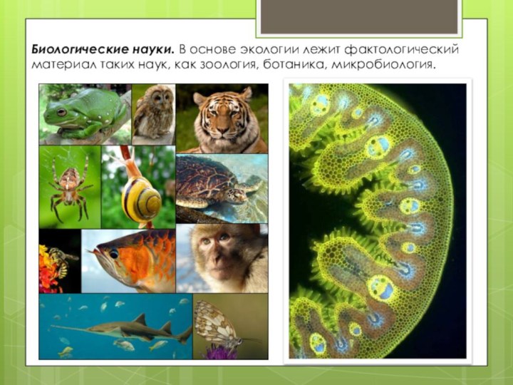 Биологические науки. В основе экологии лежит фактологический материал таких наук, как зоология, ботаника, микробиология.