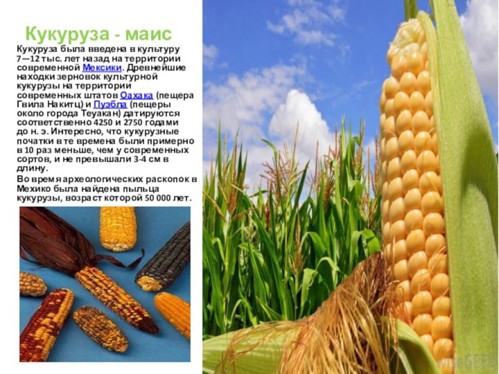 Кукуруза - маисКукуруза была введена в культуру 7—12 тыс. лет назад на