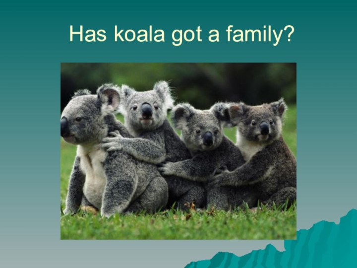 Has koala got a family?
