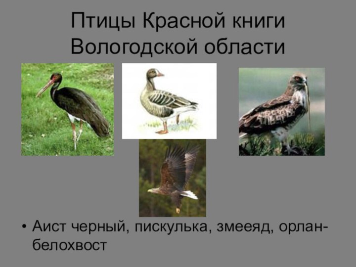 Птицы Красной книги Вологодской областиАист черный, пискулька, змееяд, орлан-белохвост