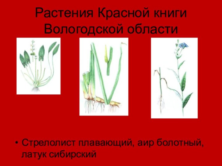 Растения Красной книги Вологодской областиСтрелолист плавающий, аир болотный, латук сибирский