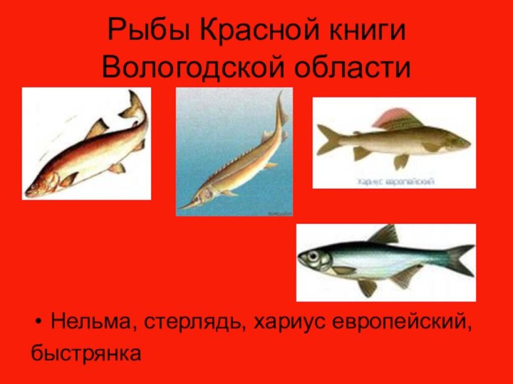 Рыбы Красной книги Вологодской областиНельма, стерлядь, хариус европейский,быстрянка
