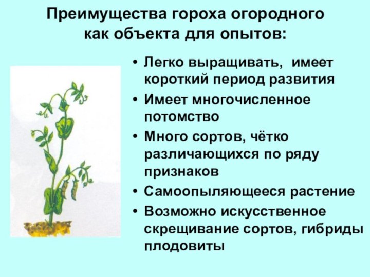 Преимущества гороха огородного  как объекта для опытов:Легко выращивать, имеет короткий период