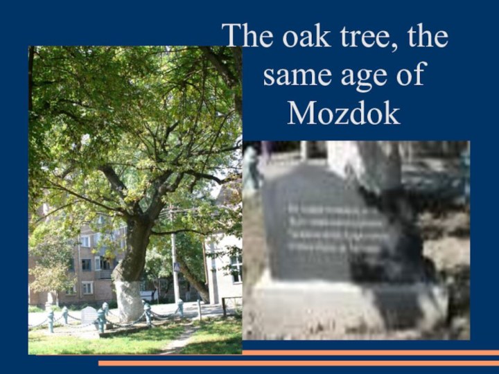 The oak tree, the same age of Mozdok