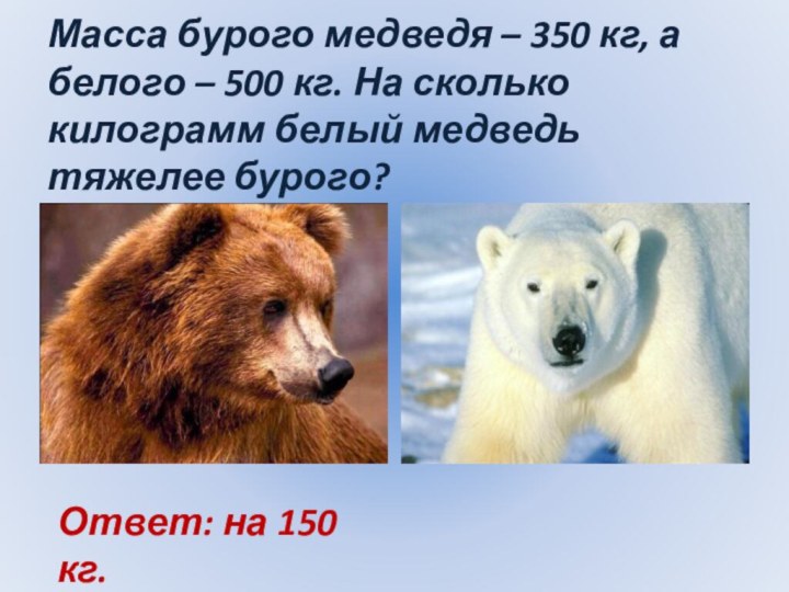 Масса бурого медведя – 350 кг, а белого – 500 кг. На