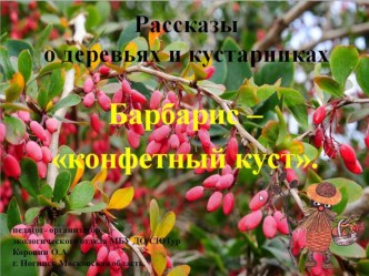 Рассказы о деревьях и кустарниках. Барбарис - конфетный куст.