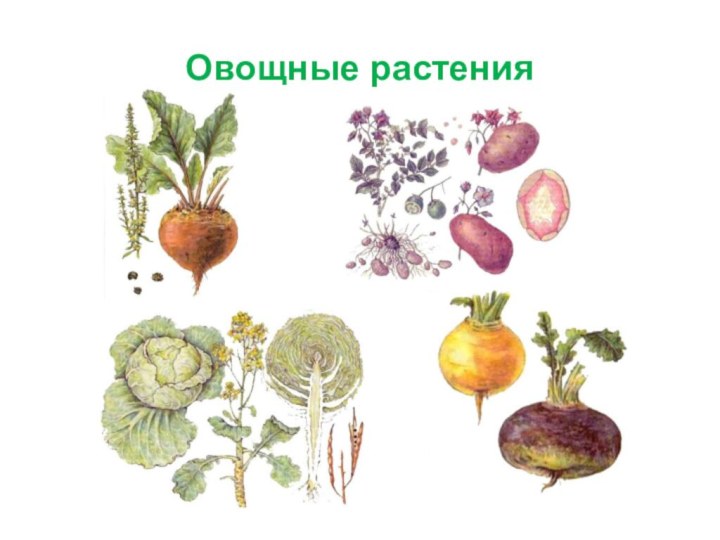 Овощные растения