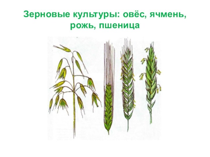 Зерновые культуры: овёс, ячмень, рожь, пшеница