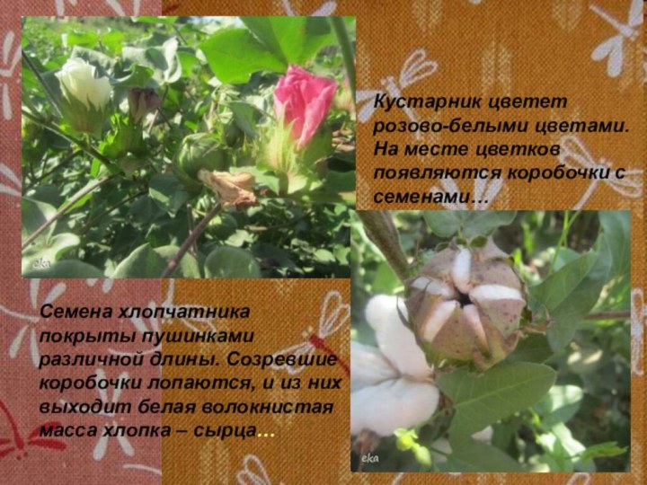 Кустарник цветет розово-белыми цветами. На месте цветков появляются коробочки с семенами…