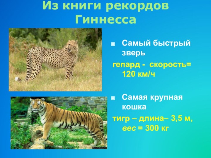 Из книги рекордов ГиннессаСамый быстрый зверь гепард -  скорость= 120 км/чСамая крупная
