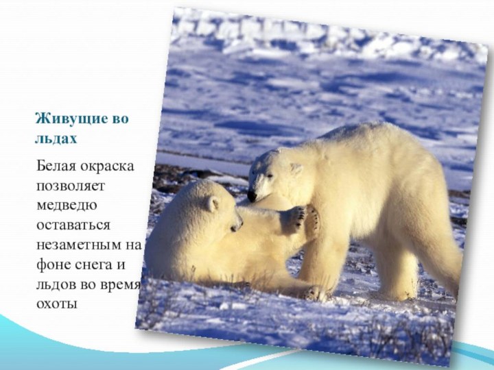 Живущие во льдах    Белая окраска позволяет медведю оставаться незаметным