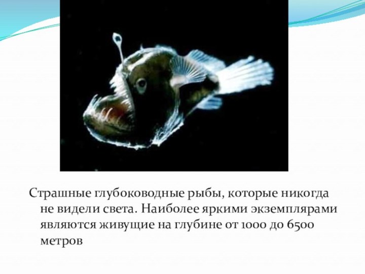 Страшные глубоководные рыбы, которые никогда не видели света. Наиболее яркими экземплярами