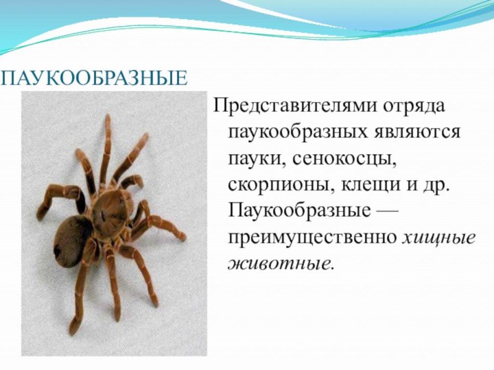 ПАУКООБРАЗНЫЕПредставителями отряда паукообразных являются пауки, сенокосцы, скорпионы, клещи и др. Паукообразные — преимущественно хищные животные.