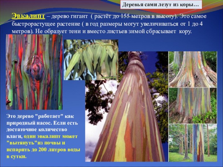 Эвкалипт – дерево гигант ( растёт до 155 метров в высоту).
