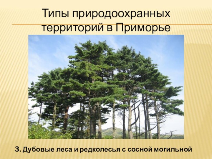 Типы природоохранных территорий в Приморье3. Дубовые леса и редколесья с сосной могильной