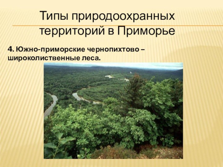 Типы природоохранных территорий в Приморье4. Южно-приморские чернопихтово – широколиственные леса.