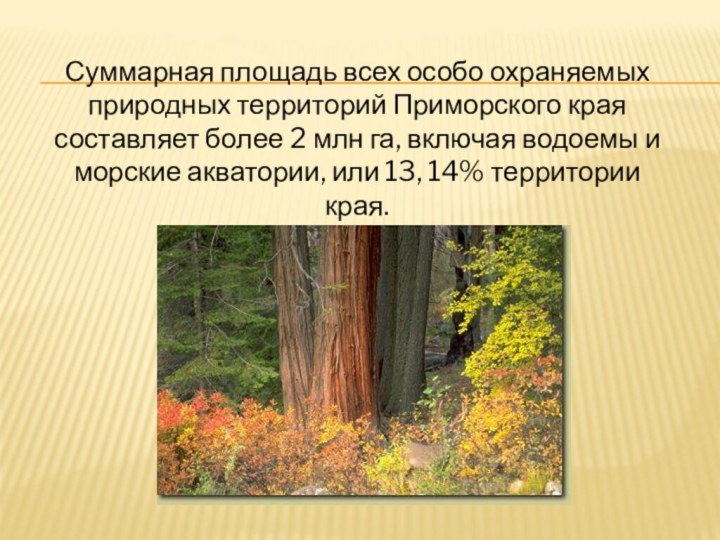Суммарная площадь всех особо охраняемых природных территорий Приморского края составляет более