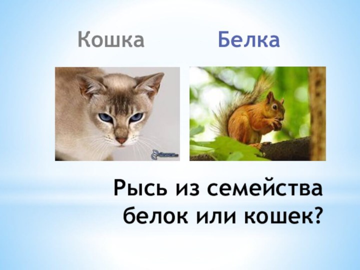 КошкаБелкаРысь из семейства белок или кошек?