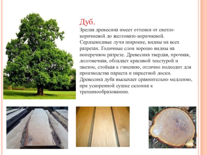 Дуб.Зрелая древесина имеет оттенки от светло-коричневой до желтовато-коричневой. Сердцевидные лучи широкие, видны