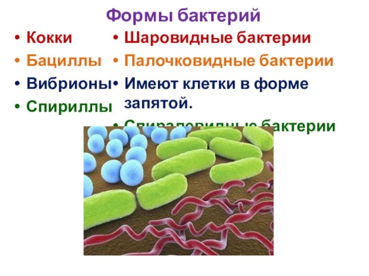 Формы бактерийКоккиБациллыВибрионыСпириллыШаровидные бактерииПалочковидные бактерииИмеют клетки в форме запятой.Спиралевидные бактерии
