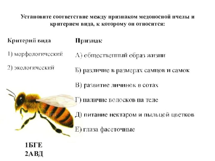 Установите соответствие между признаком медоносной пчелы и критерием вида, к которому он относится: 1БГЕ2АВД