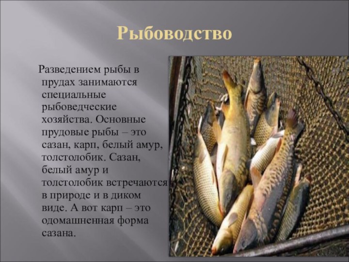 Рыбоводство 	Разведением рыбы в прудах занимаются специальные рыбоведческие хозяйства. Основные прудовые рыбы
