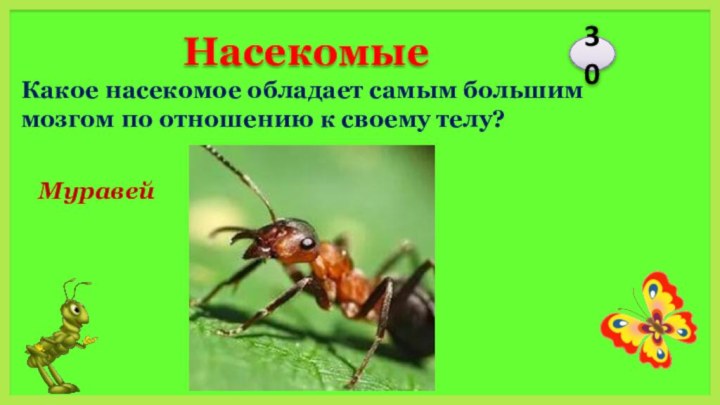 МуравейНасекомые30Какое насекомое обладает самым большим мозгом по отношению к своему телу?