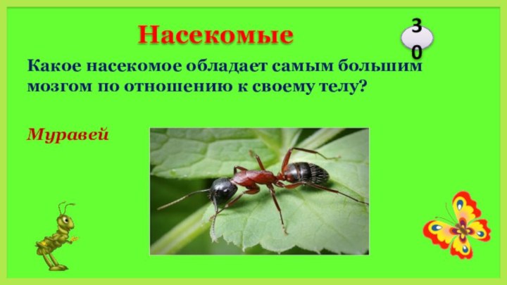 МуравейКакое насекомое обладает самым большим мозгом по отношению к своему телу?30Насекомые