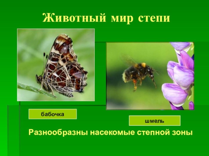 Животный мир степиРазнообразны насекомые степной зоныбабочкашмель