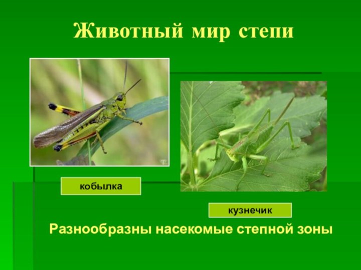 Животный мир степиРазнообразны насекомые степной зоныкобылкакузнечик