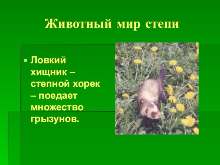 Животный мир степиЛовкий хищник – степной хорек – поедает множество грызунов.