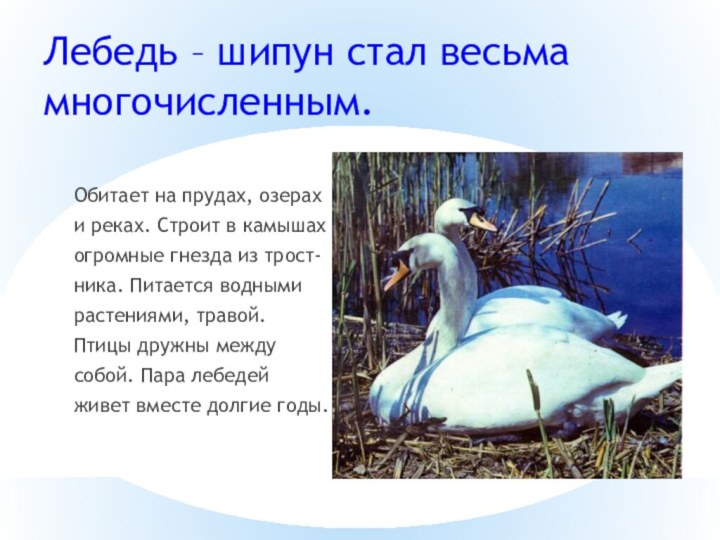 Лебедь – шипун стал весьма многочисленным.Обитает на прудах, озерахи реках. Строит в