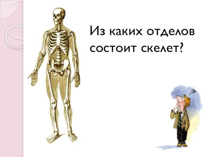 Из каких отделов состоит скелет?