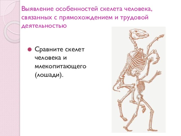 Выявление особенностей скелета человека, связанных с прямохождением и трудовой деятельностьюСравните скелет человека и млекопитающего (лошади).