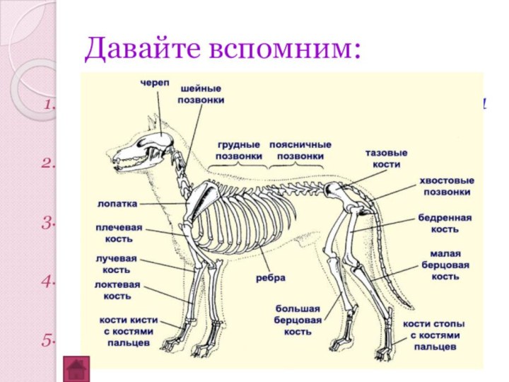 Давайте вспомним:Какие виды скелета у животных вам известны?Назовите отделы внутреннего скелета.Назовите части
