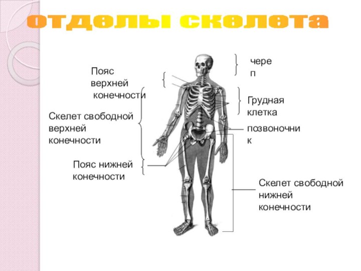 отделы скелета