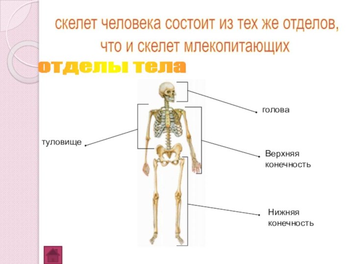 скелет человека состоит из тех же отделов, что и скелет млекопитающих отделы тела