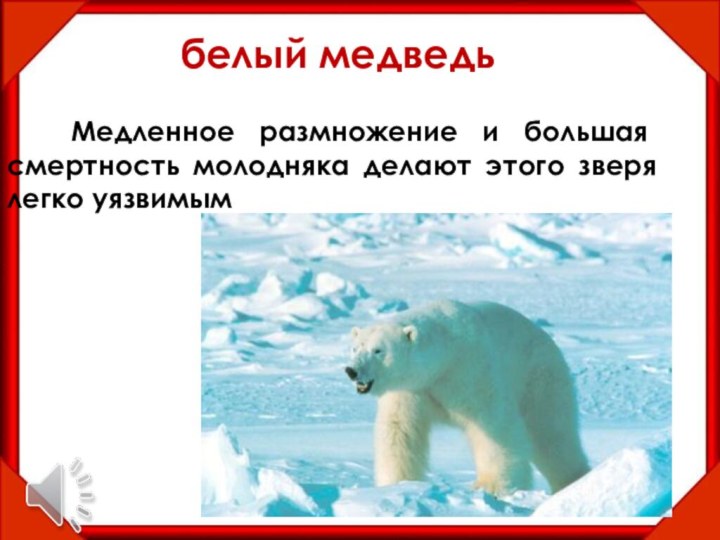 белый медведь  Медленное размножение и большая смертность