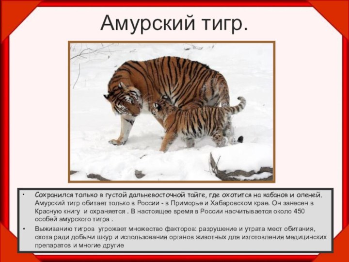 Амурский тигр.Сохранился только в густой дальневосточной тайге, где охотится на кабанов