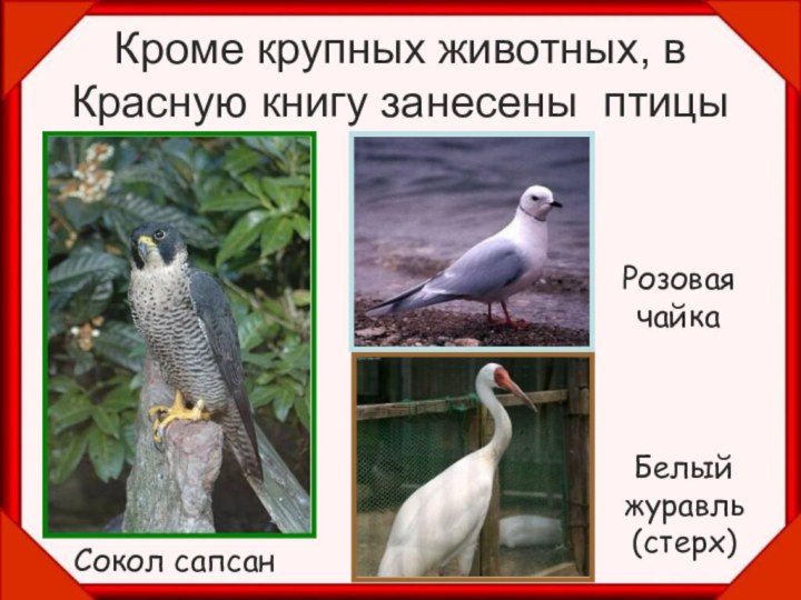 Кроме крупных животных, в Красную книгу занесены птицыСокол сапсанРозовая чайкаБелыйжуравль(стерх)