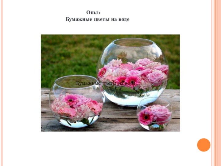 Опыт Бумажные цветы на водеБумажные цветы на воде