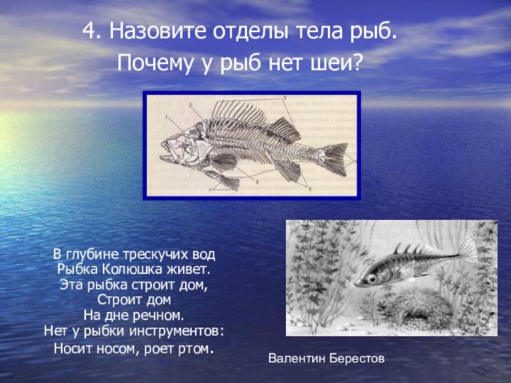 4. Назовите отделы тела рыб.Почему у рыб нет шеи?В глубине трескучих вод