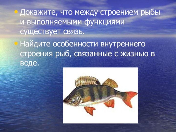 Докажите, что между строением рыбы и выполняемыми функциями существует связь. Найдите