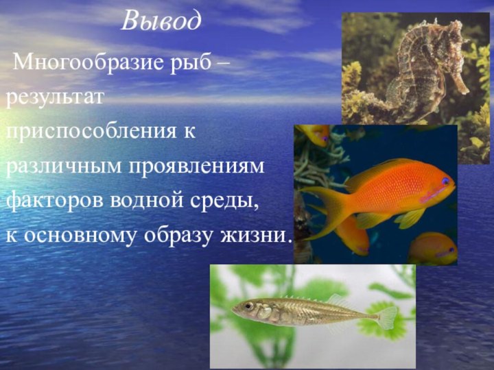 Вывод Многообразие рыб – результат приспособления к различным