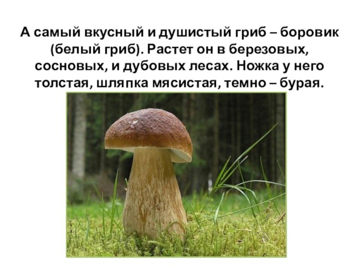 А самый вкусный и душистый гриб – боровик (белый гриб). Растет